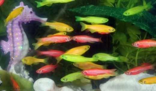Schöne neue Welt der Gentechnik? Fluoreszierende Zebrabärblinge (GloFish).